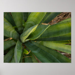 Póster Aloe Vera