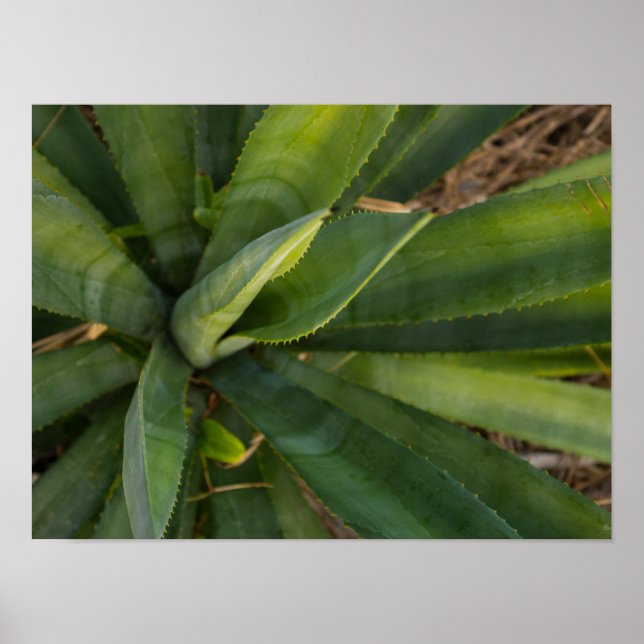 Póster Aloe Vera (Frente)