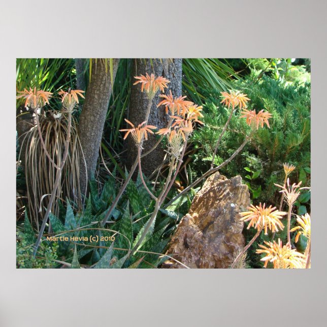 Póster Aloe Vera Garden (Frente)