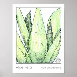Póster Aloe Vera Materia Medica Herbalist Botanic
