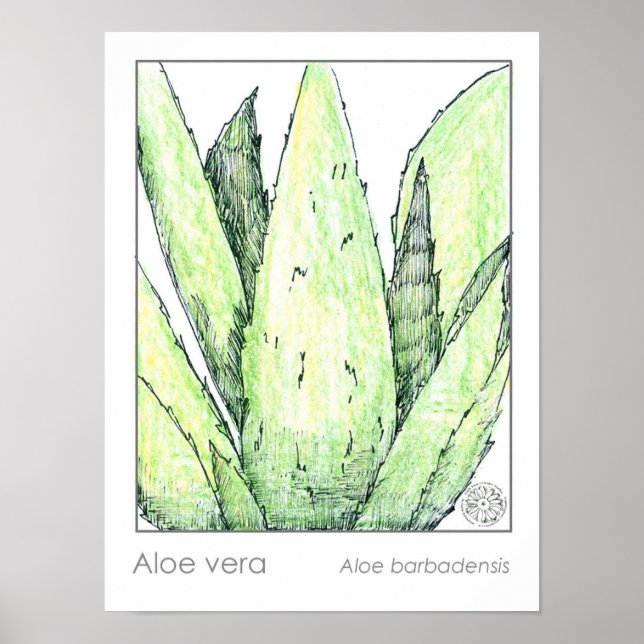 Póster Aloe Vera Materia Medica Herbalist Botanic (Frente)