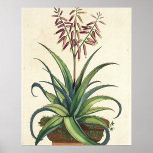 Póster Áloe Vera vulgaris, de "Phytographia Curiosa", p