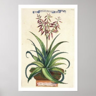 Póster Aloe Vera Vulgaris, de 'Phytographia Curiosa', p