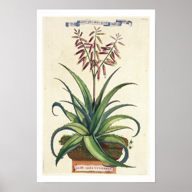 Póster Aloe Vera Vulgaris, de 'Phytographia Curiosa', p (Frente)
