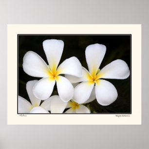 Póster Aloha-Frangipani Blossoms - Hawaii