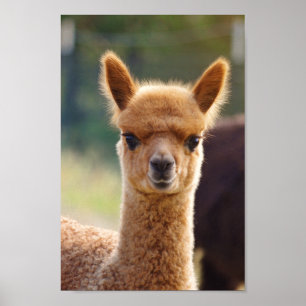 Póster Alpaca Baby Poster