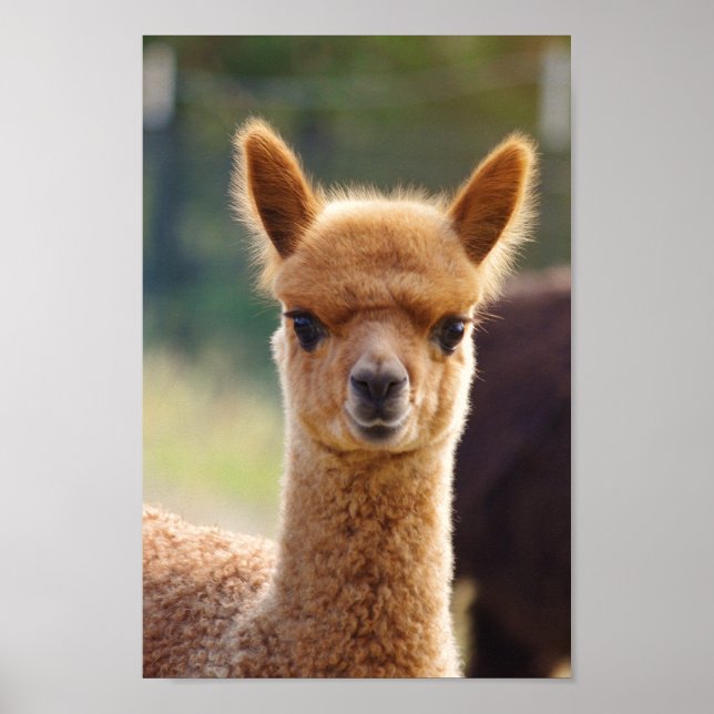 Póster Alpaca Baby Poster (Frente)