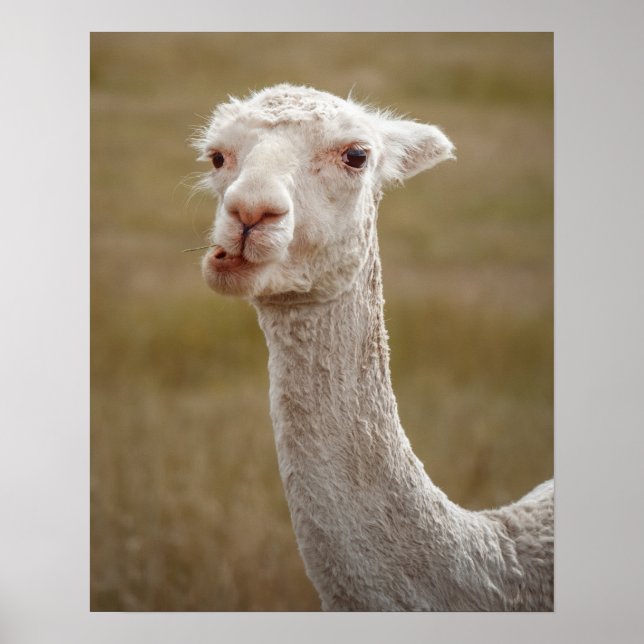 Póster alpaca blanca dulce (Frente)