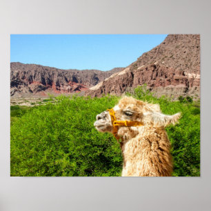 Póster Alpaca Near Salta, Argentina