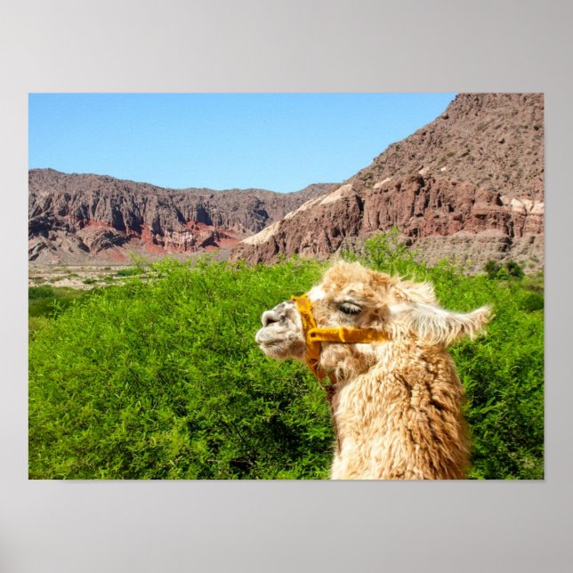Póster Alpaca Near Salta, Argentina (Frente)