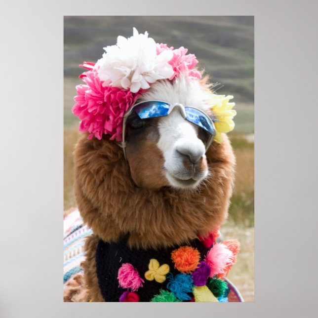 Póster Alpaca, Pachacoto, Cordillera Blanca, Ancash (Frente)