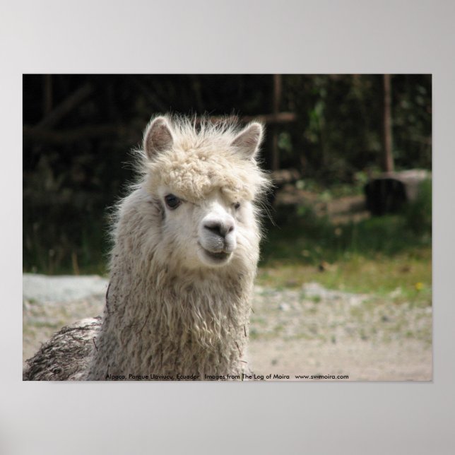 Póster Alpaca, Parque Llaviucu, Ecuador (Frente)