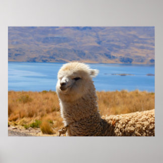 Póster Alpaca poster