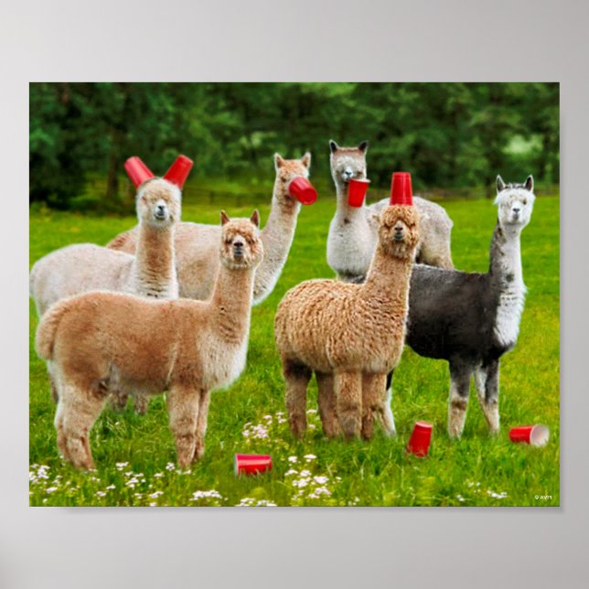 Póster Alpacas Con Cubos Rojos (Frente)