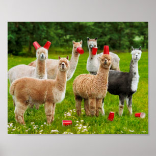 Póster Alpacas con tazas rojas