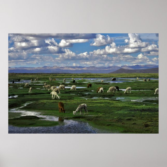 Póster Alpacas en los Andes (Frente)