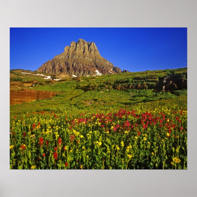 Póster Alpine wildflowers at Logan Pass in Glacier (Frente)