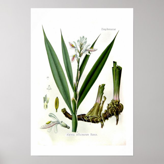 Póster Alpinia officinarum (Galangal) (Frente)