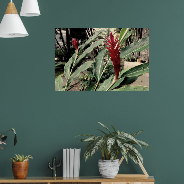 Póster Alpínia purpurata (Salón 1)