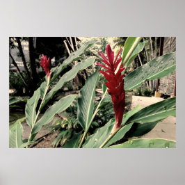 Póster Alpínia purpurata
