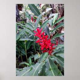 Póster Alpínia purpurata 1