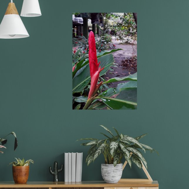 Póster Alpínia purpurata 2 (Salón 1)