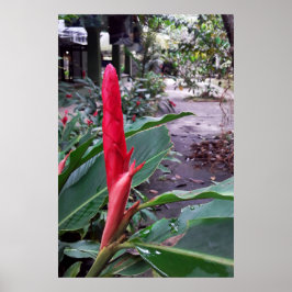 Póster Alpínia purpurata 2