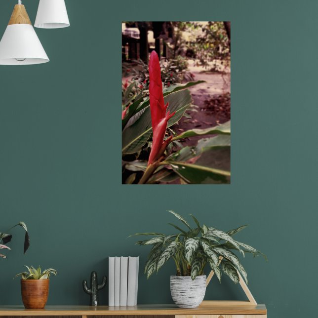 Póster Alpínia purpurata 3 (Salón 1)