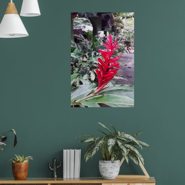 Póster Alpínia purpurata 4 (Salón 1)