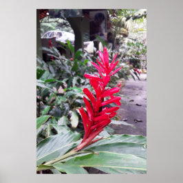 Póster Alpínia purpurata 4