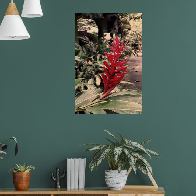 Póster Alpínia purpurata 5 (Salón 1)