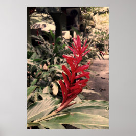 Póster Alpínia purpurata 5