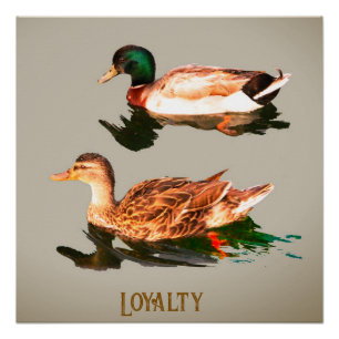 Póster Alquiler de pollos. Lealtad