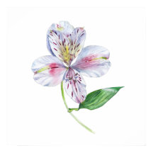 Alstroemeria Lirio Peruano Acuarela Botánica