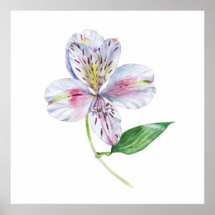 Póster Alstroemeria Lirio Peruano Acuarela Botánica