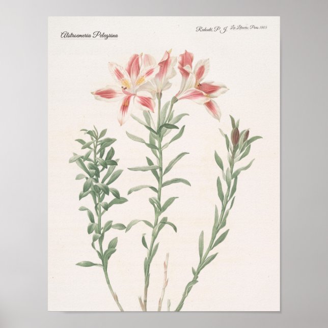 Póster Alstroemeria Pelegrina (Frente)