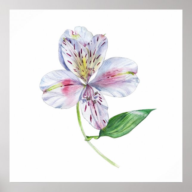 Póster Alstroemeria Peruvian Lily Botanical Watercolor (Frente)