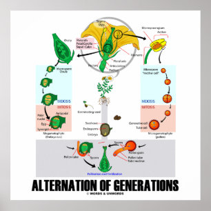 Póster Alternativa De Generaciones (Ciclo De Vida De Las