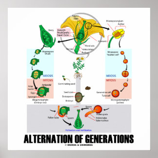 Póster Alternativa De Generaciones (Ciclo De Vida De Las 