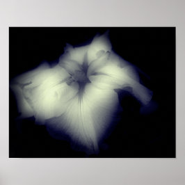 Póster Alto Contraste Del Iris Japonés En Blanco Y Negro