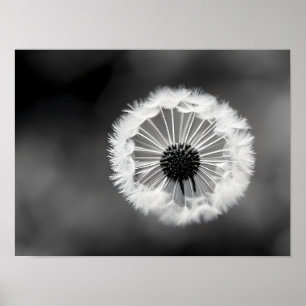 Póster Alucinaciones de Dandelion - estilización en blanc