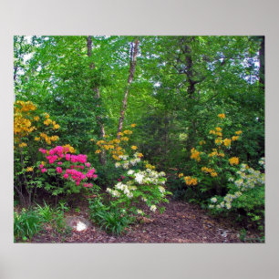 Póster Alumbrado Norte surtido Azaleas