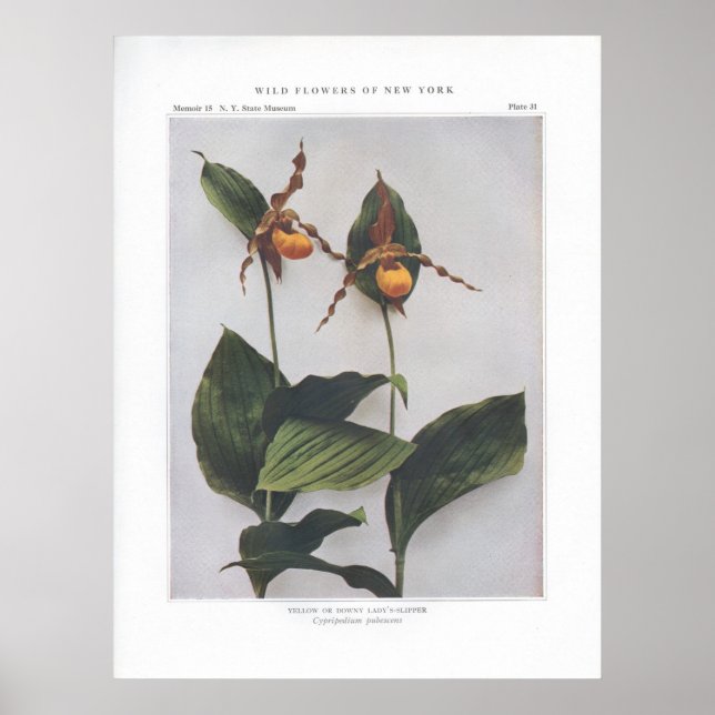 Póster Aluminio de Downy Lady Amarillo (Frente)