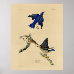 Póster Alumnos azules orientales de los pájaros de Améric