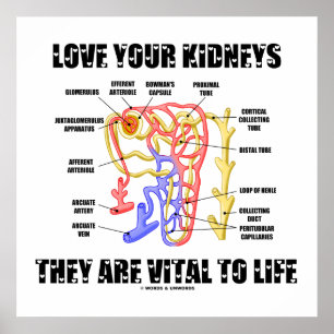 Póster Ama Tus Riñones Son Vitales Para La Vida (Nephron)