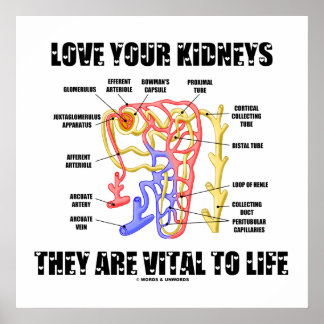 Póster Ama Tus Riñones Son Vitales Para La Vida (Nephron)