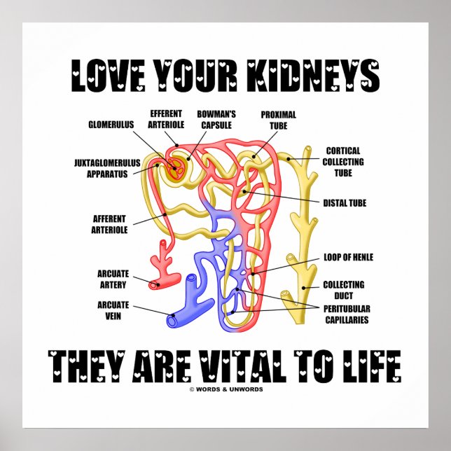 Póster Ama Tus Riñones Son Vitales Para La Vida (Nephron) (Frente)