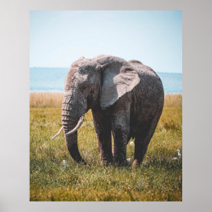 PÓSTER AMABLE ELEFANTE