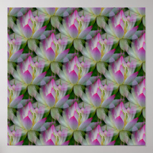 Póster Amando Lotus...