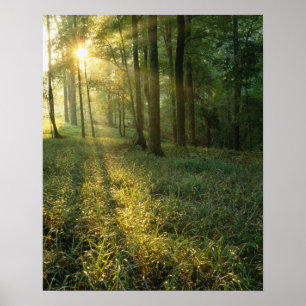 Póster Amanecer a través del bosque de roble y nogal, Mam
